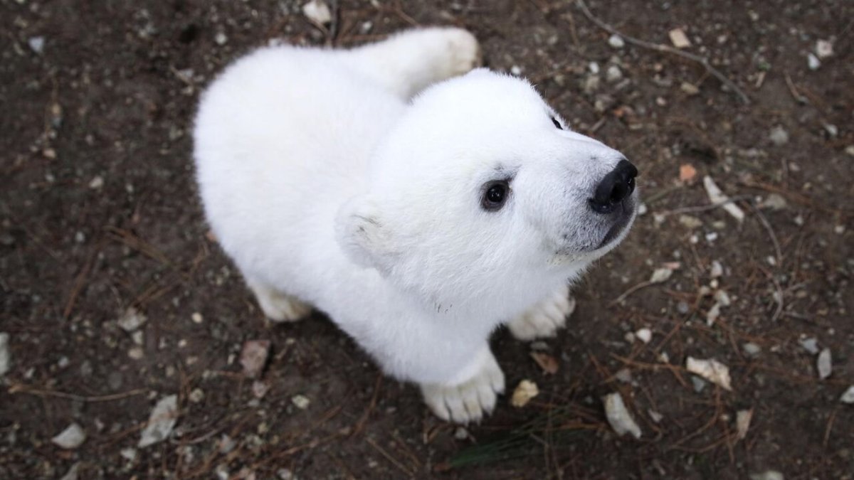 Айка Медвежонок Ростов