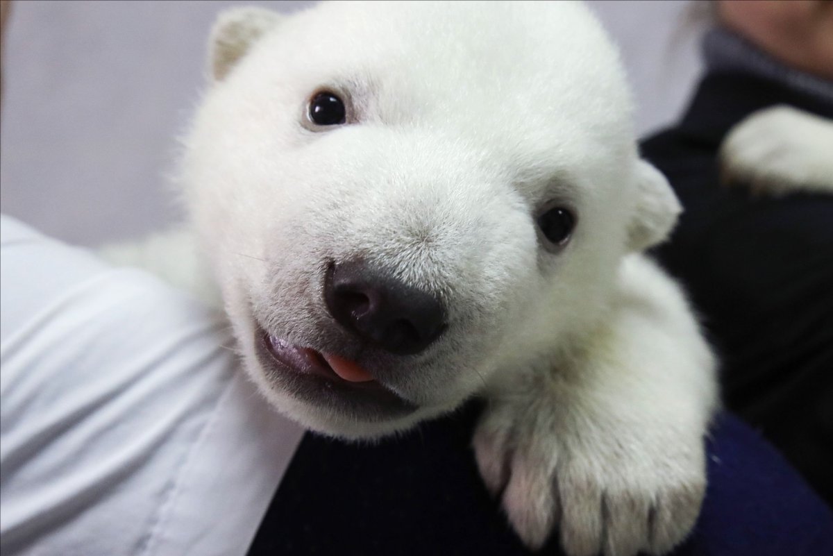 Белые медвежата в Новосибирском зоопарке 2023