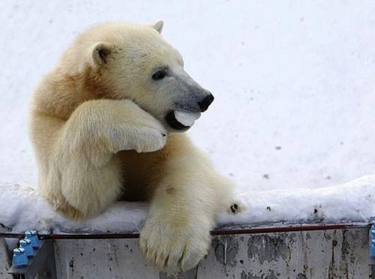 Белый медведь прикол