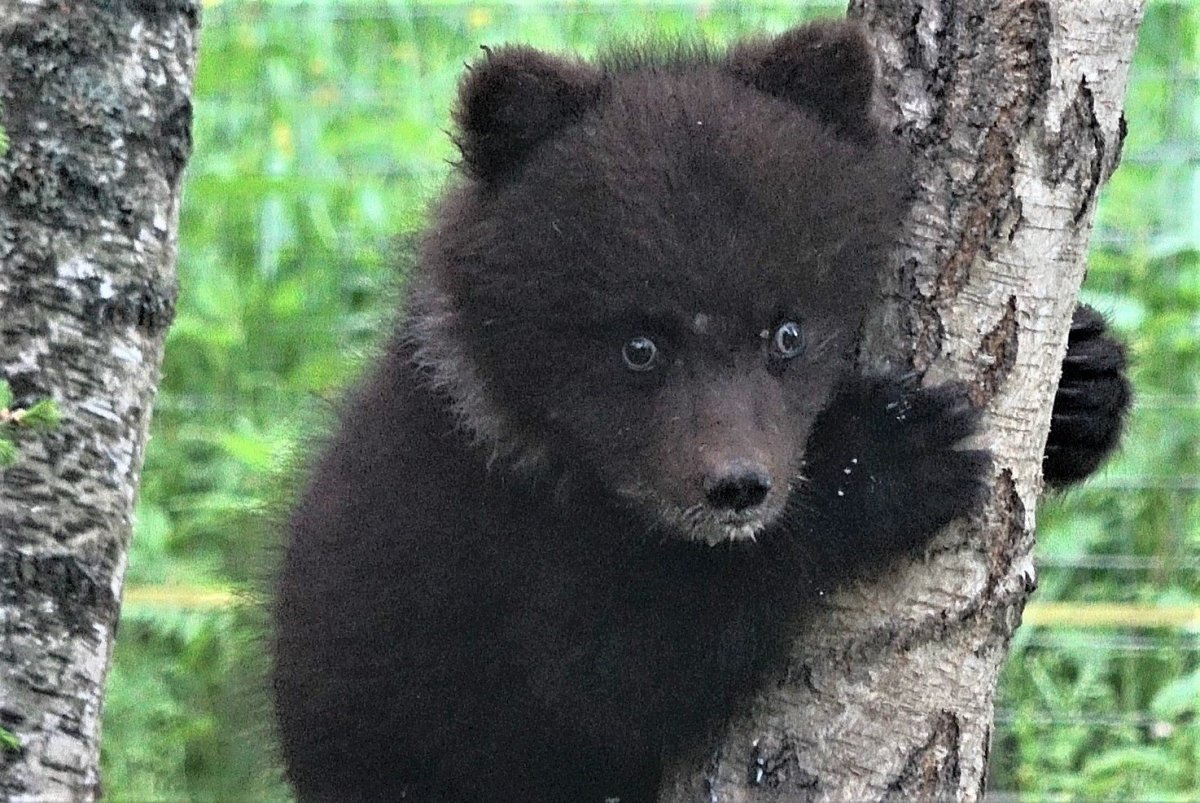 Медведь с воротником