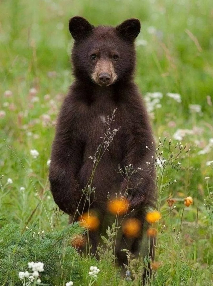 Бурый медведь