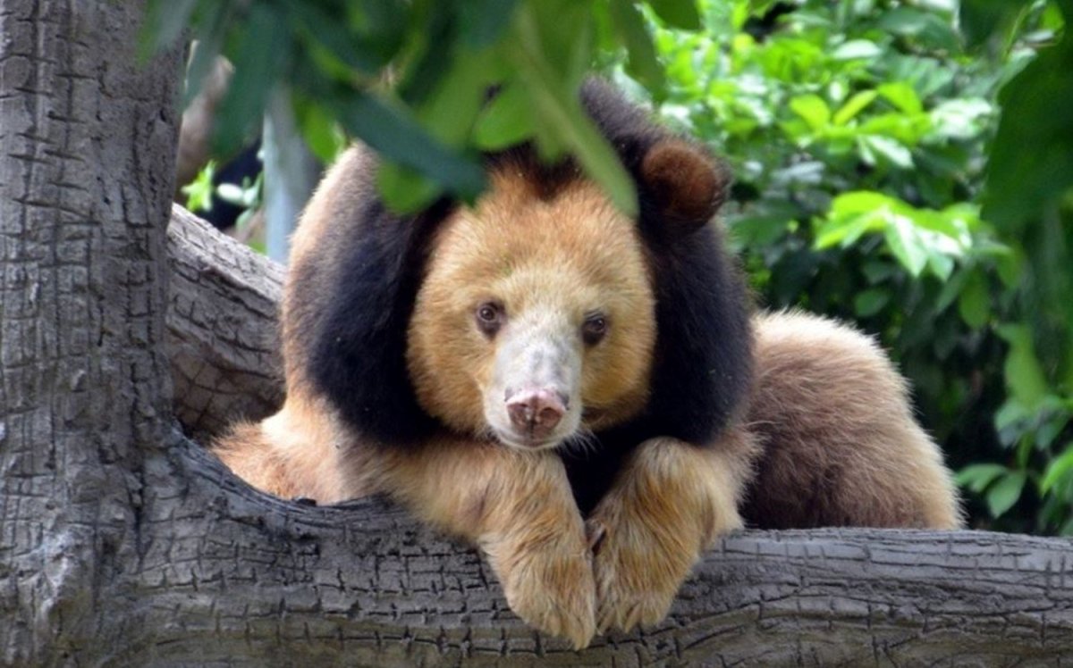 Белогрудый медведь