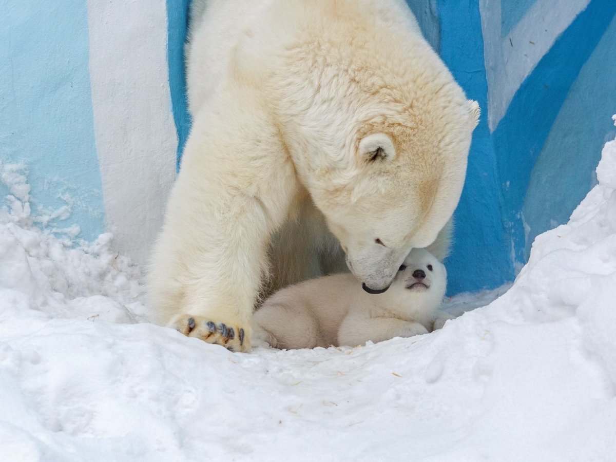 Медведь с белым воротником