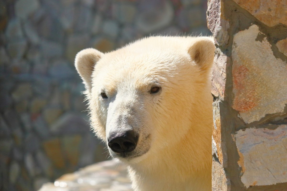 Ленинградский зоопарк белые медведи