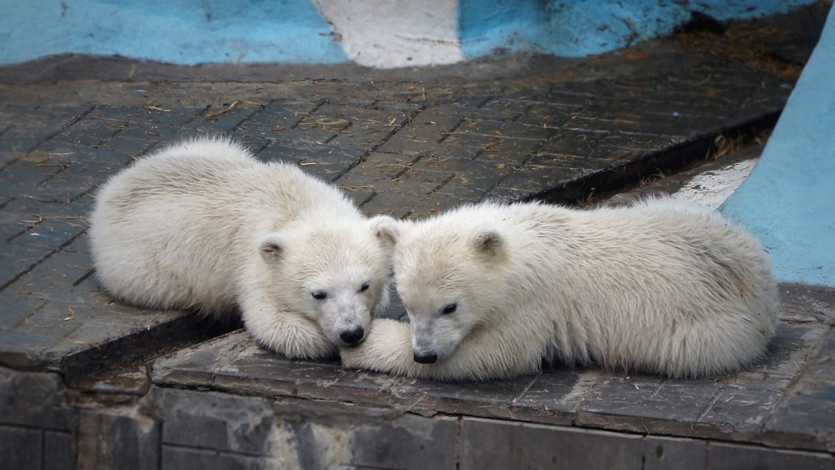 Зоопарк Новосибирск белые медведи