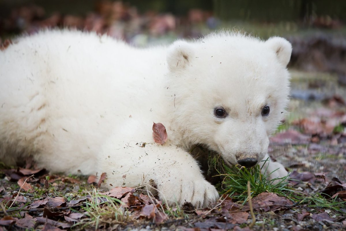 Белый Медвежонок