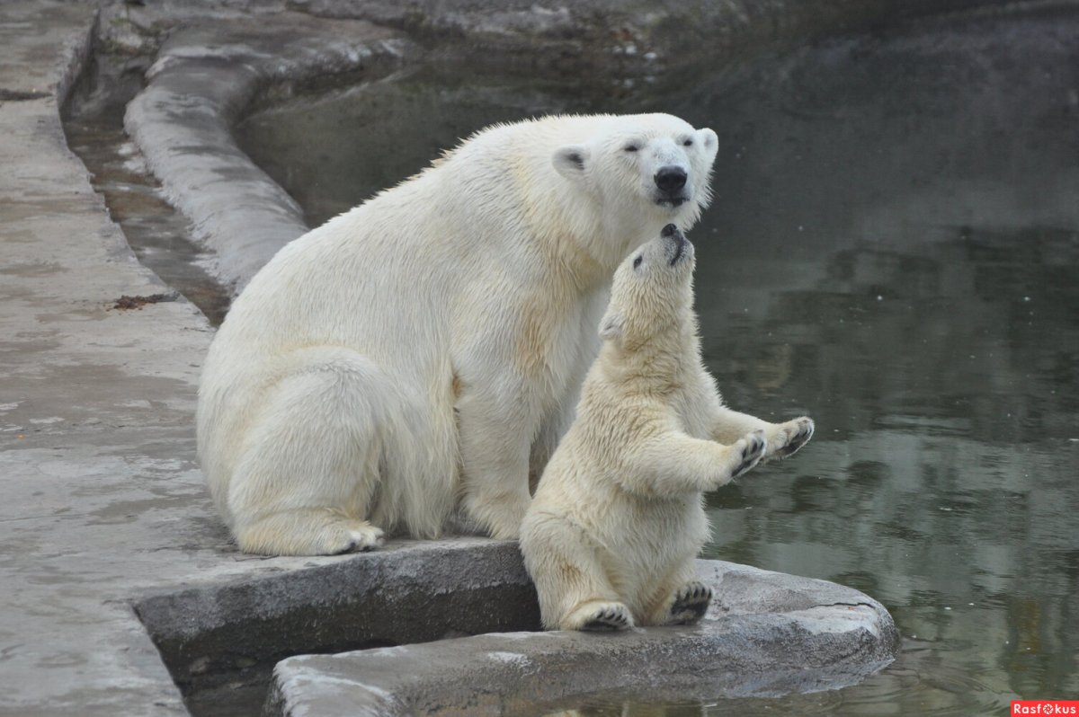 Белый медведь в Московском зоопарке