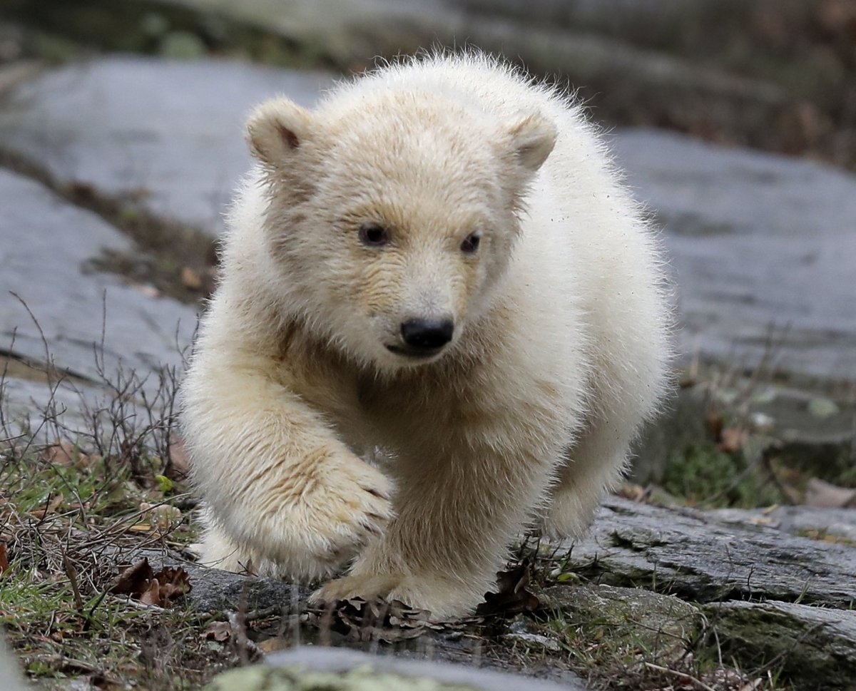 Красивый Медвежонок