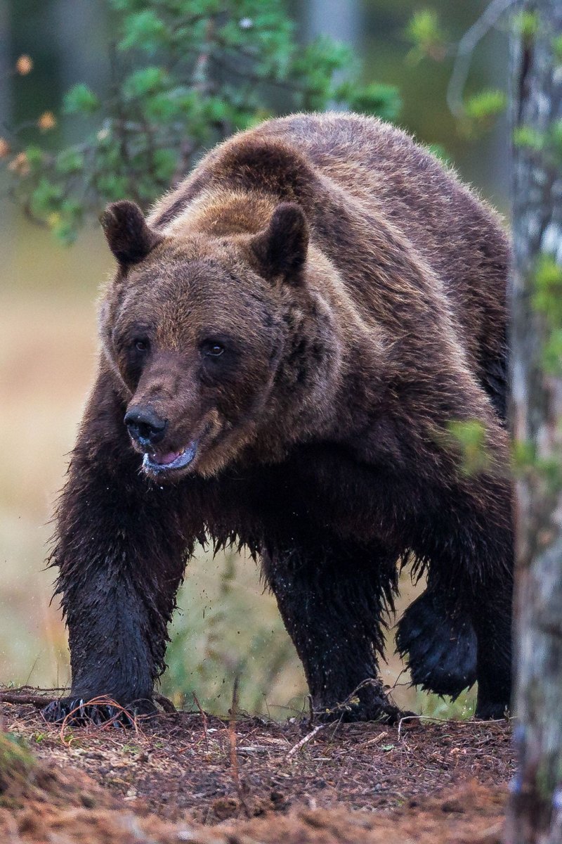 Гризли и бурый медведь