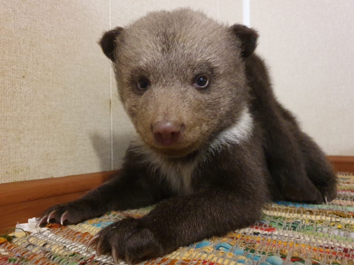 Центр спасения медвежат-сирот