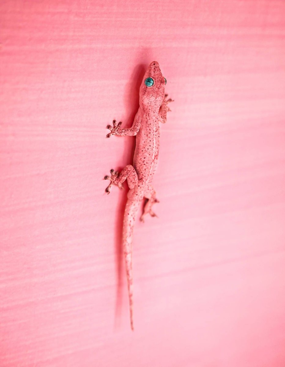 Розовая ящерица