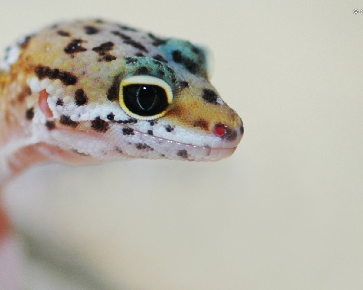 Геккон эублефар белый