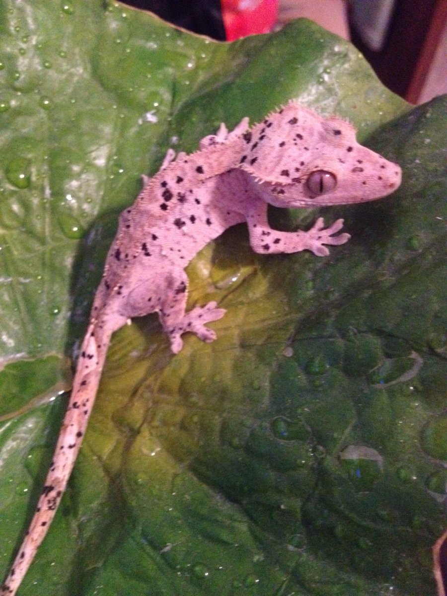 Эублефар бананоед