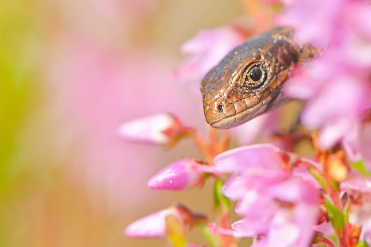 Красивые ящерицы