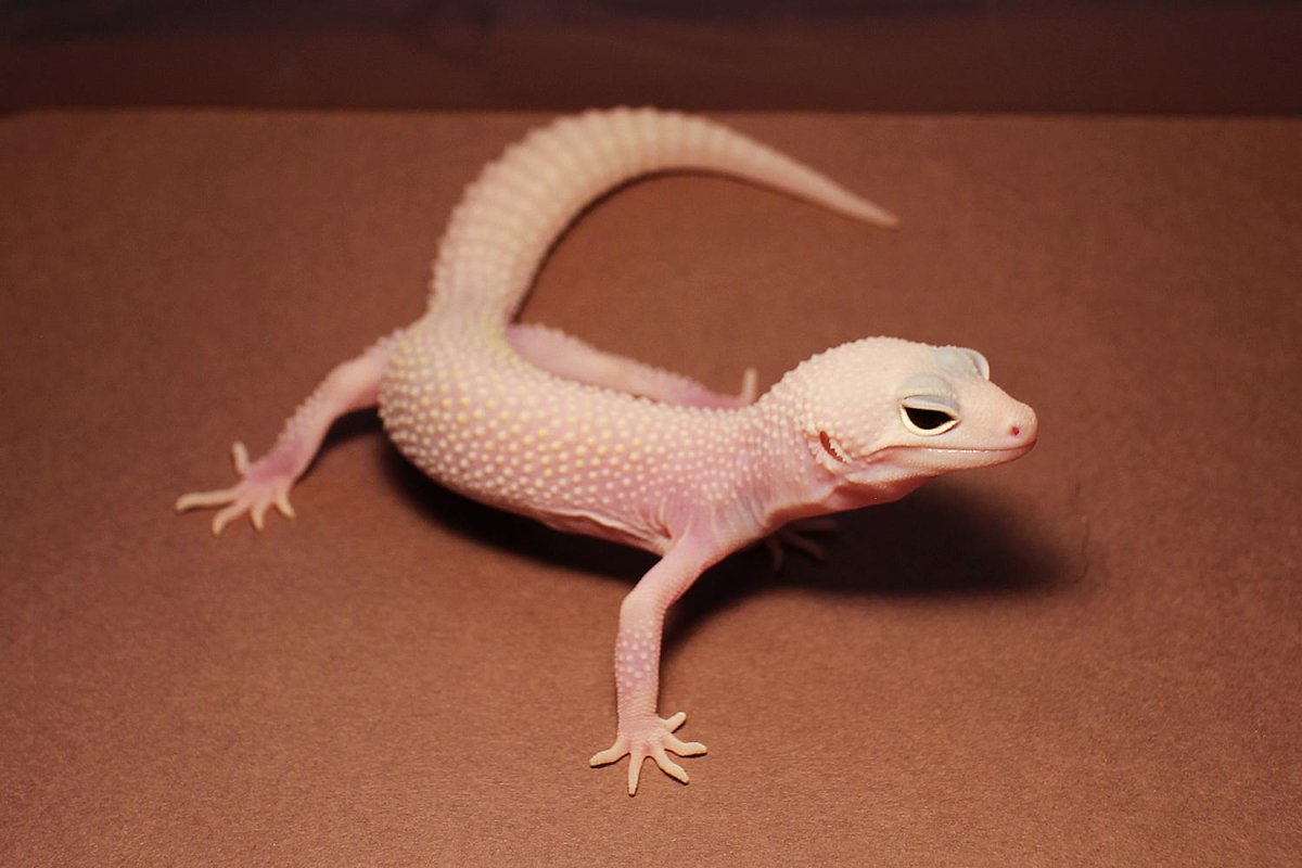 Геккон эублефар белый