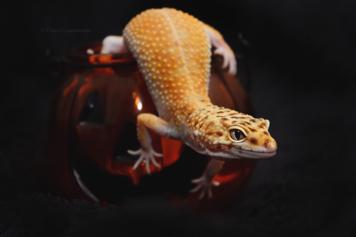 Ящерица эублефар