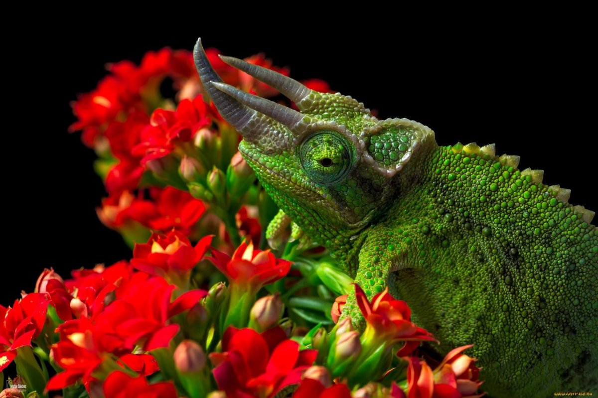 Ящерица в цветах