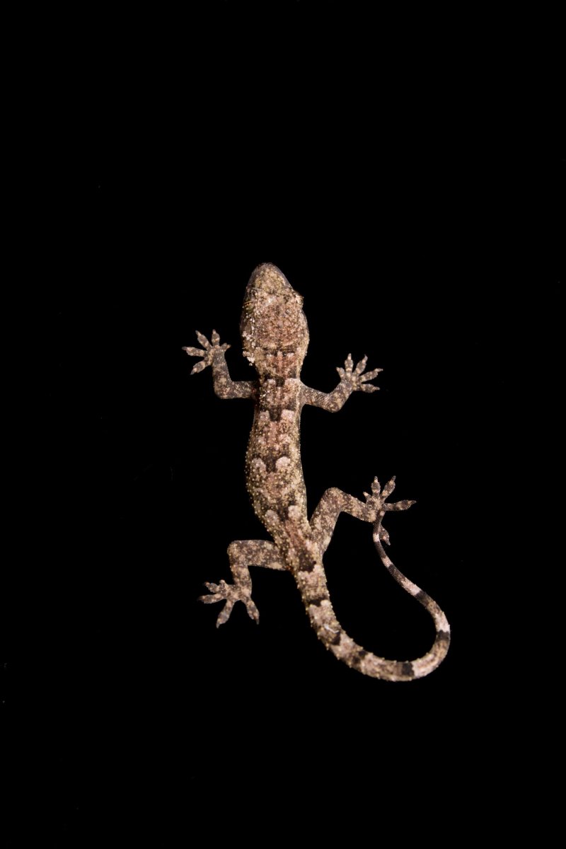 Пикта геккон