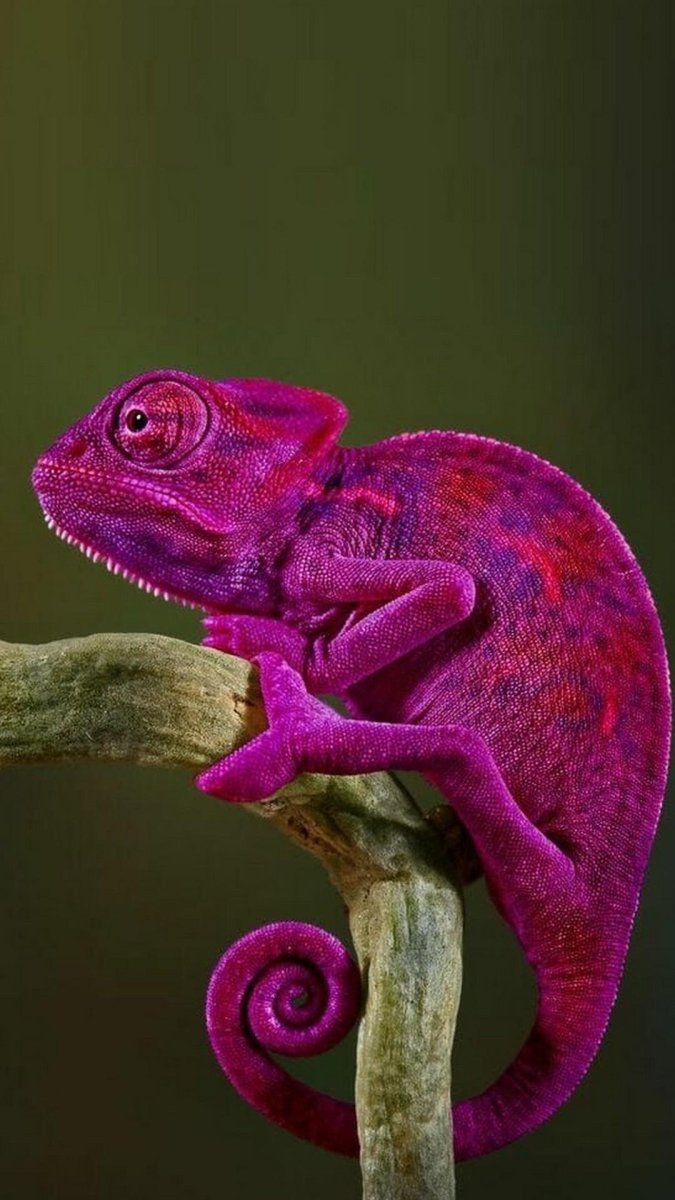 Пантеровый хамелеон