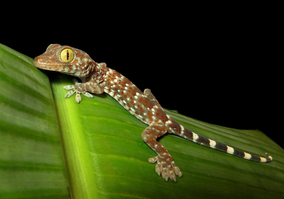 Геккон Гекко