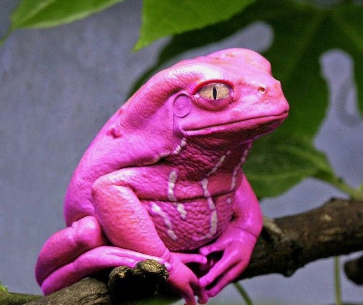 Лягушка квакша розовая