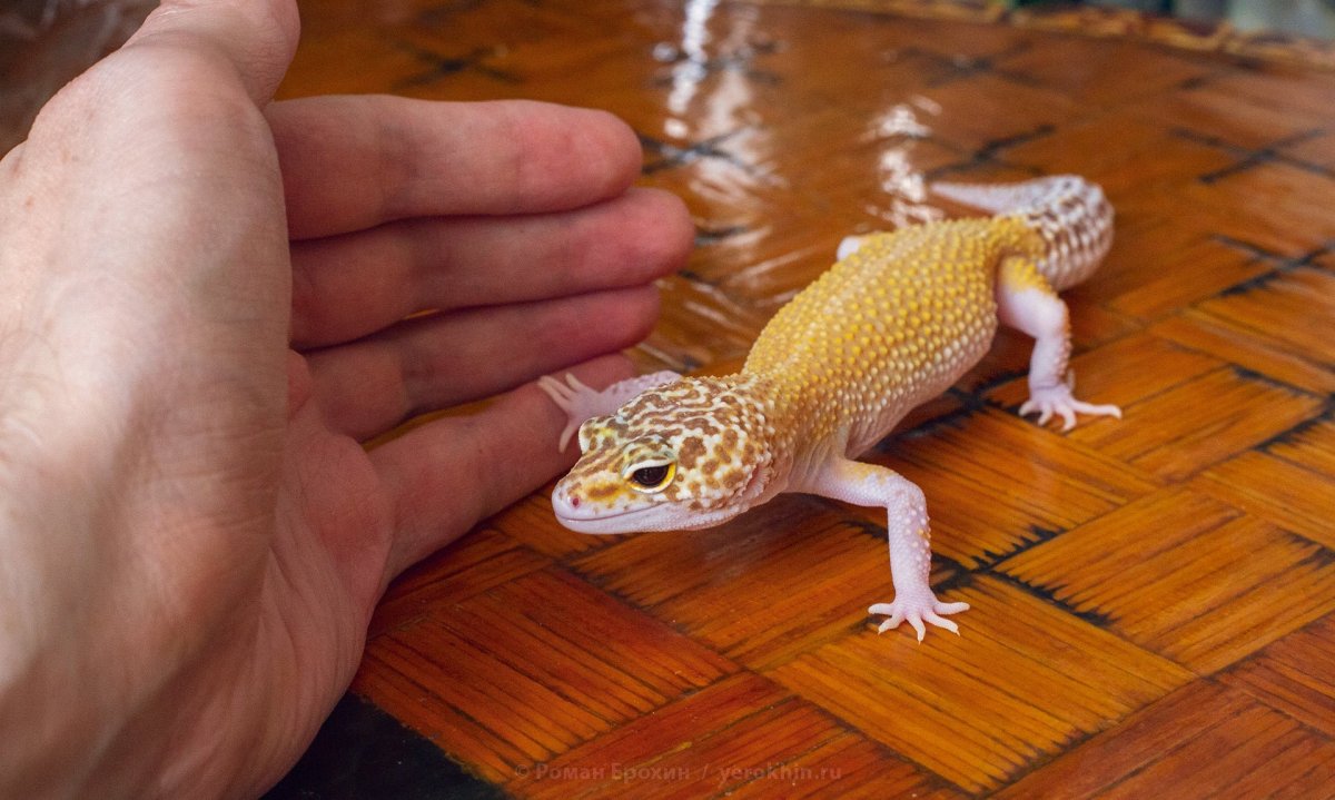 Геккон эублефар