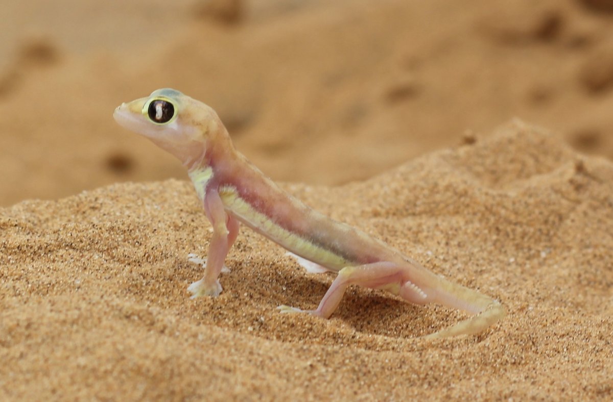 Розовый геккон