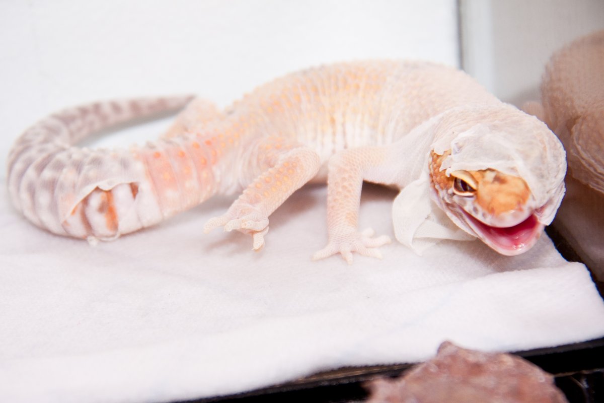 Домашний геккон эублефар