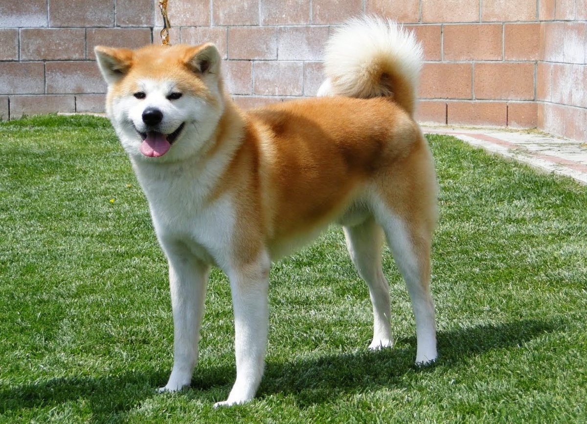 Японская лайка Акита ину