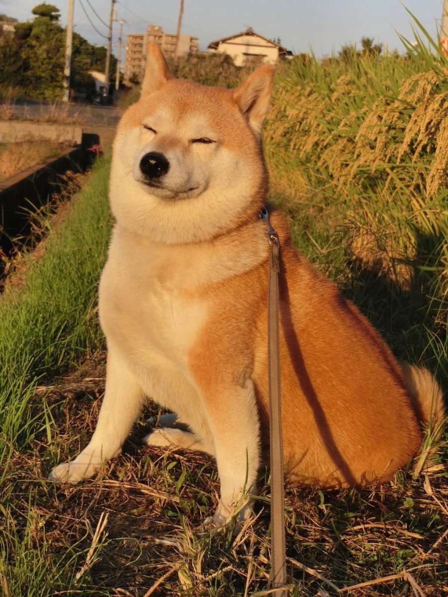 Порода сиба ину