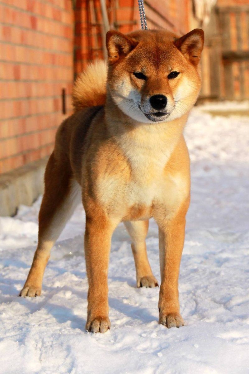 Сиба Шиба ину