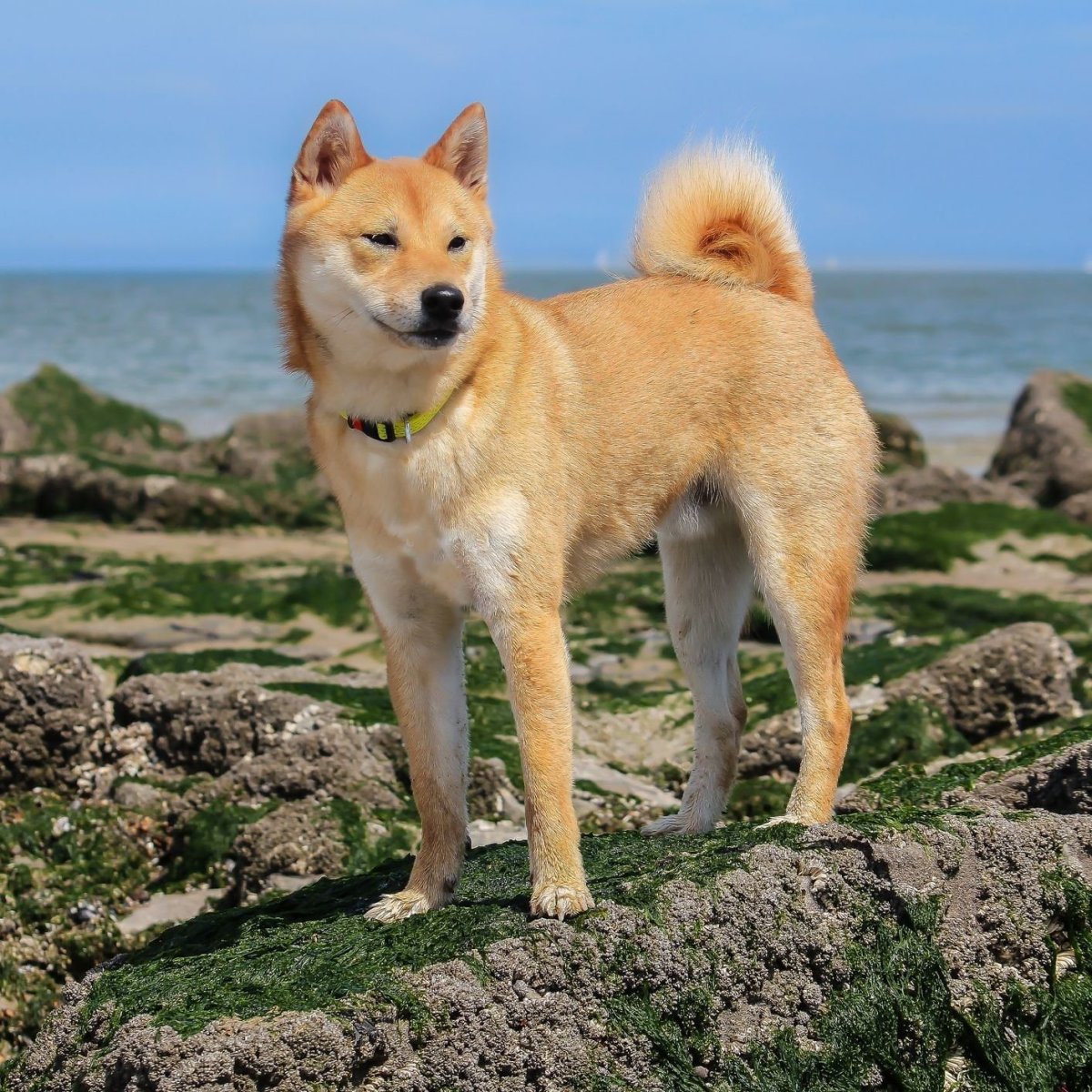 Лайка сиба ину