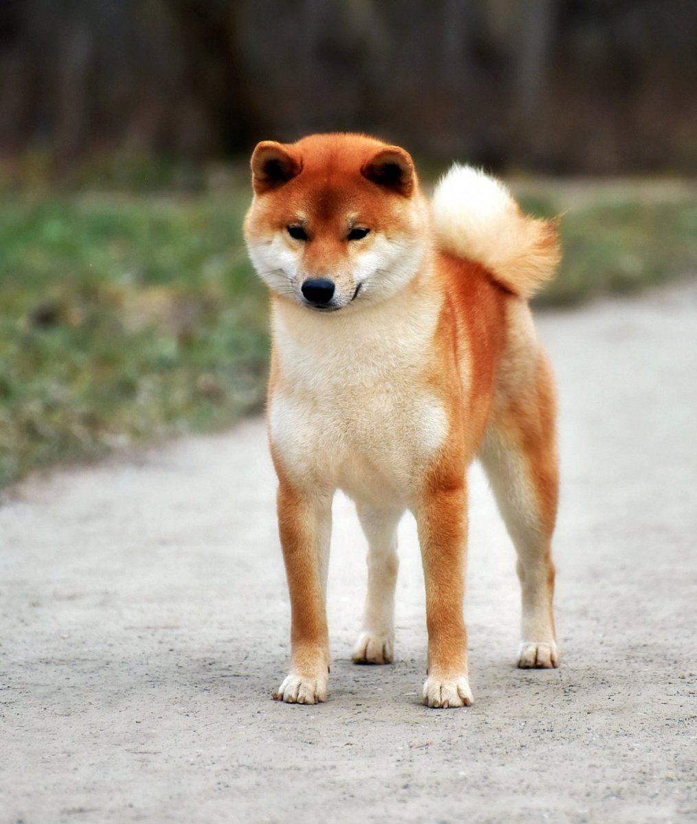 Шиба ину ину