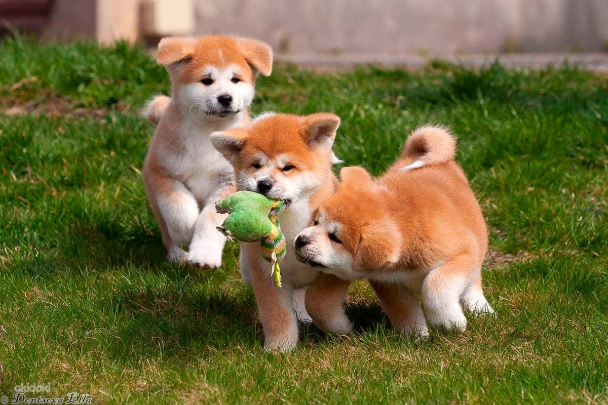 Акита ину щенок