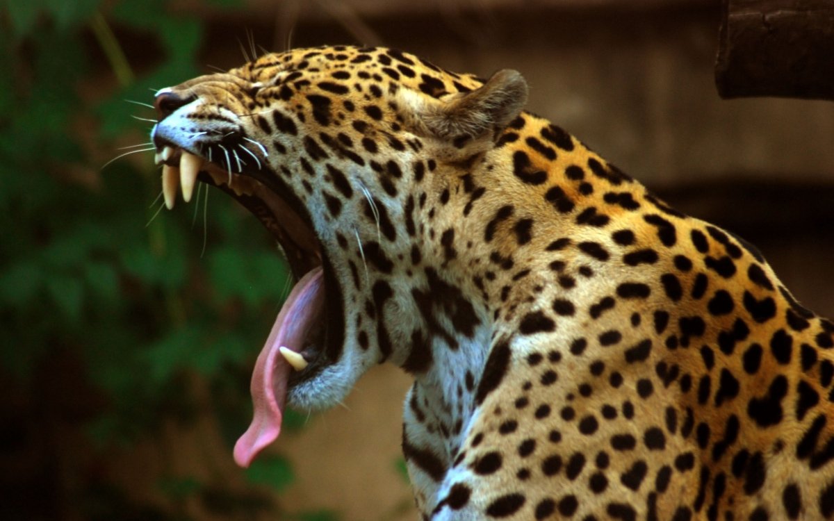 Ягуар Panthera onca