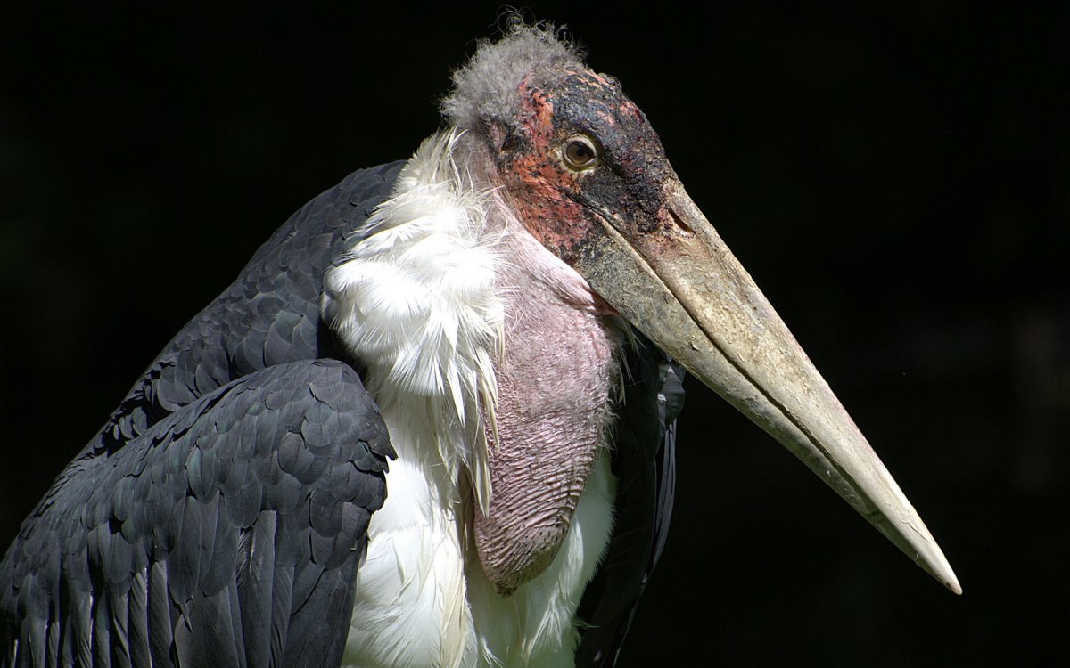 Африканский Марабу