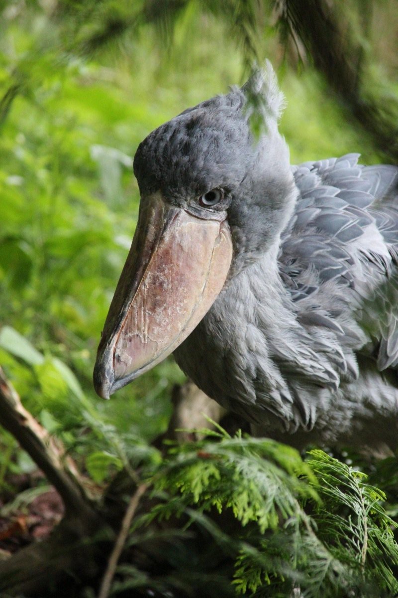 Shoebill Stork птица