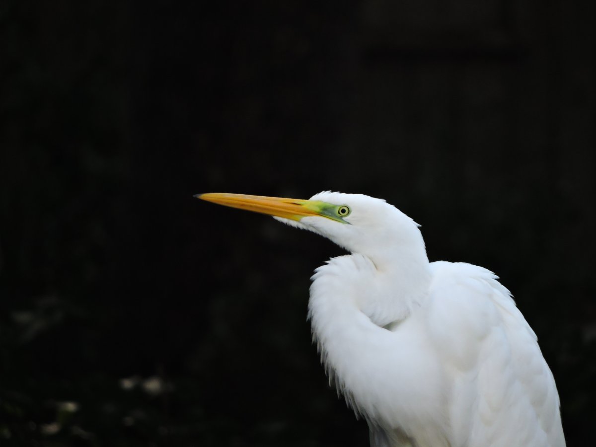 Птица похожая на цаплю с большим клювом