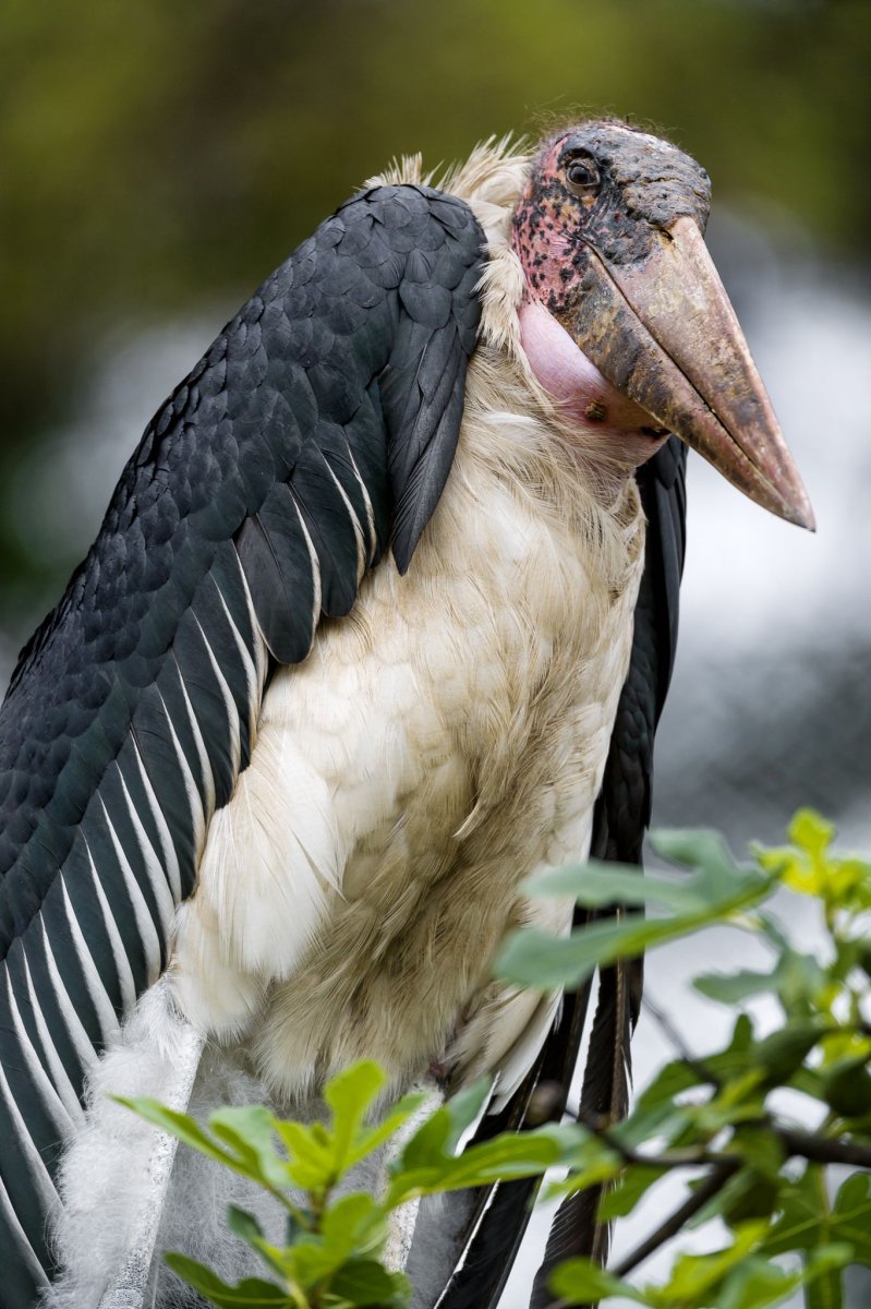 Аист Марабу