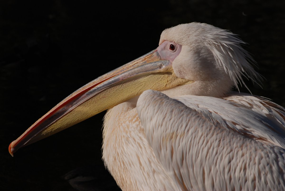 Pelecanus onocrotalus