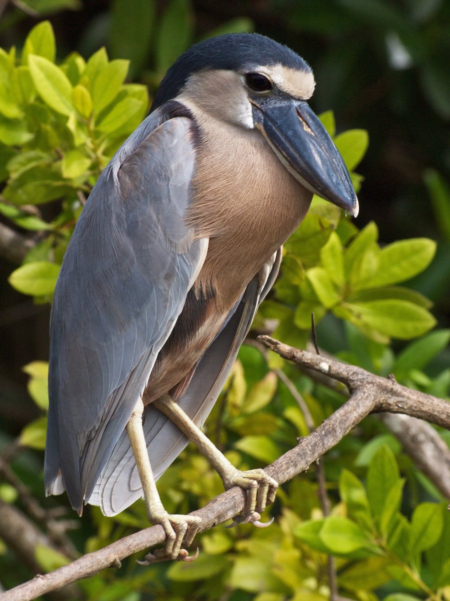 Челноклюв птица