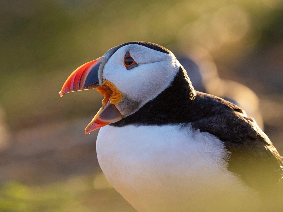 Арктический тупик