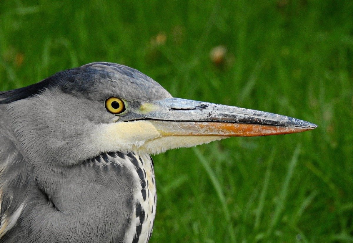 Серая цапля с длинным клювом
