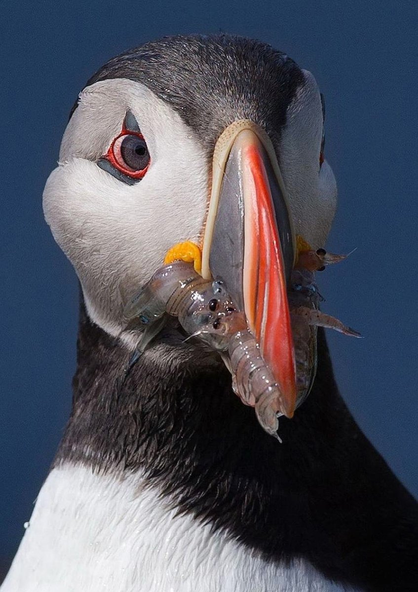 Чистиковые морские птицы