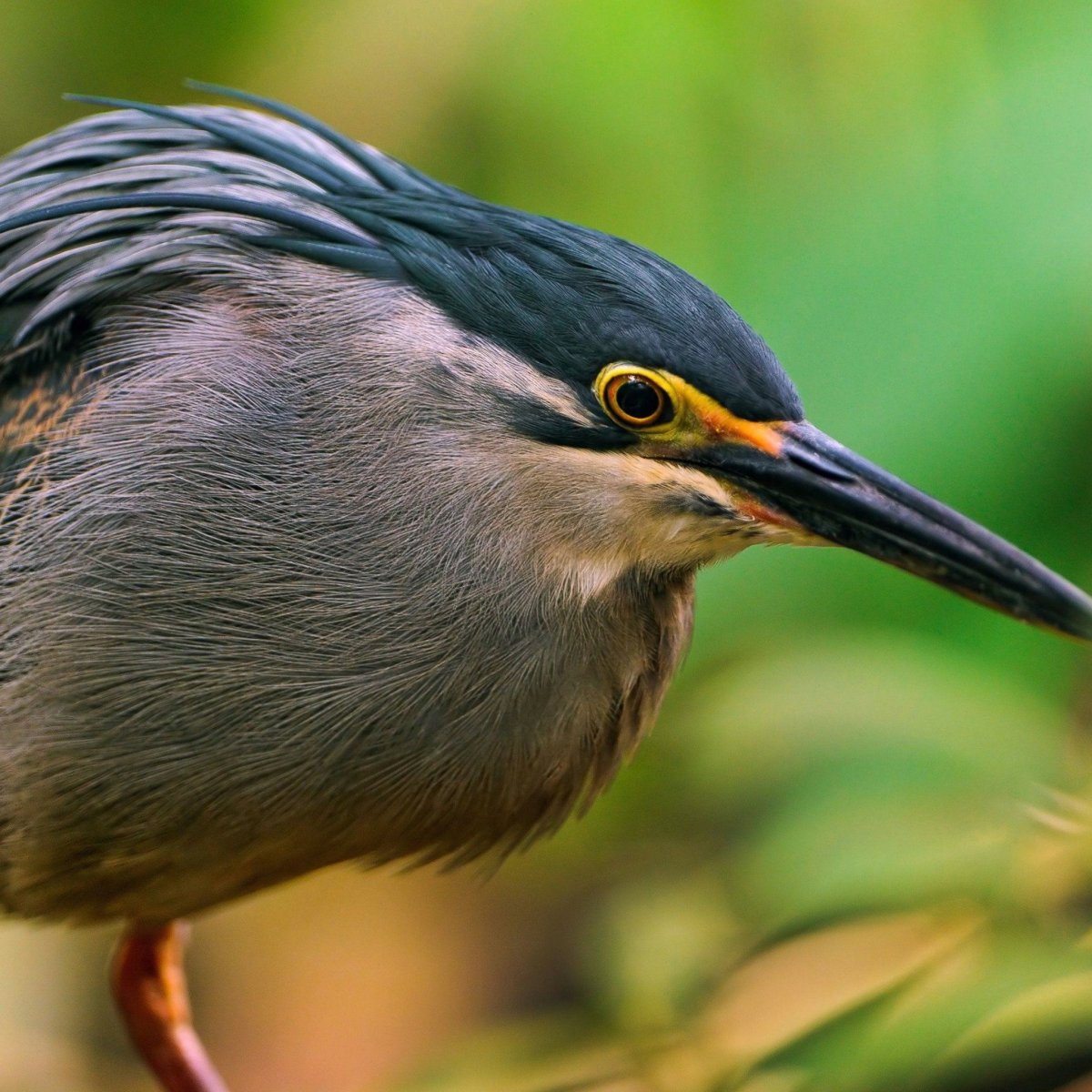 Птичка с длинным носиком