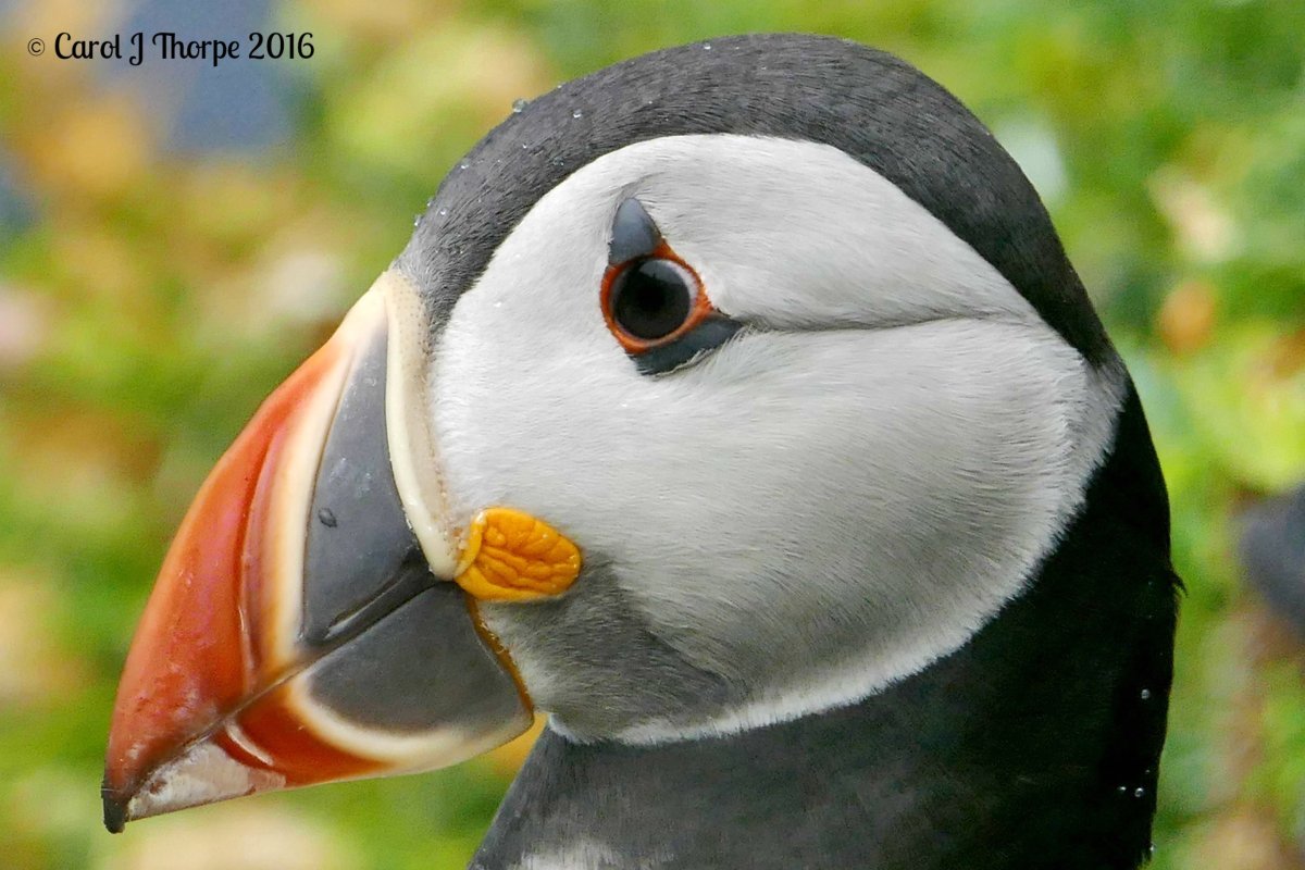 Тупик птица