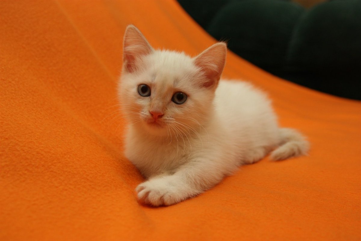 Сноу Шу помесь