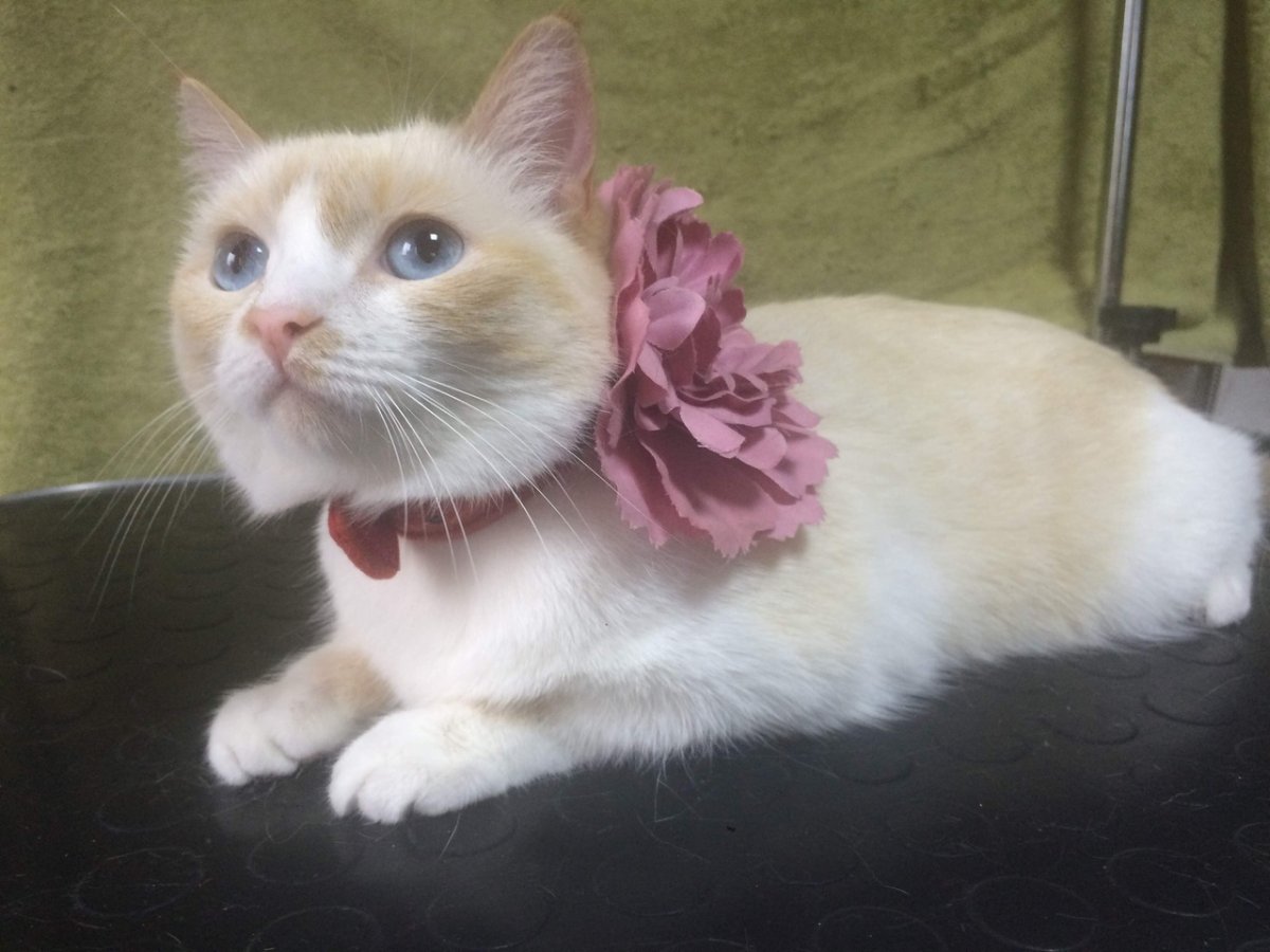 Котята в дар Новосибирск, Бердск, Искитим