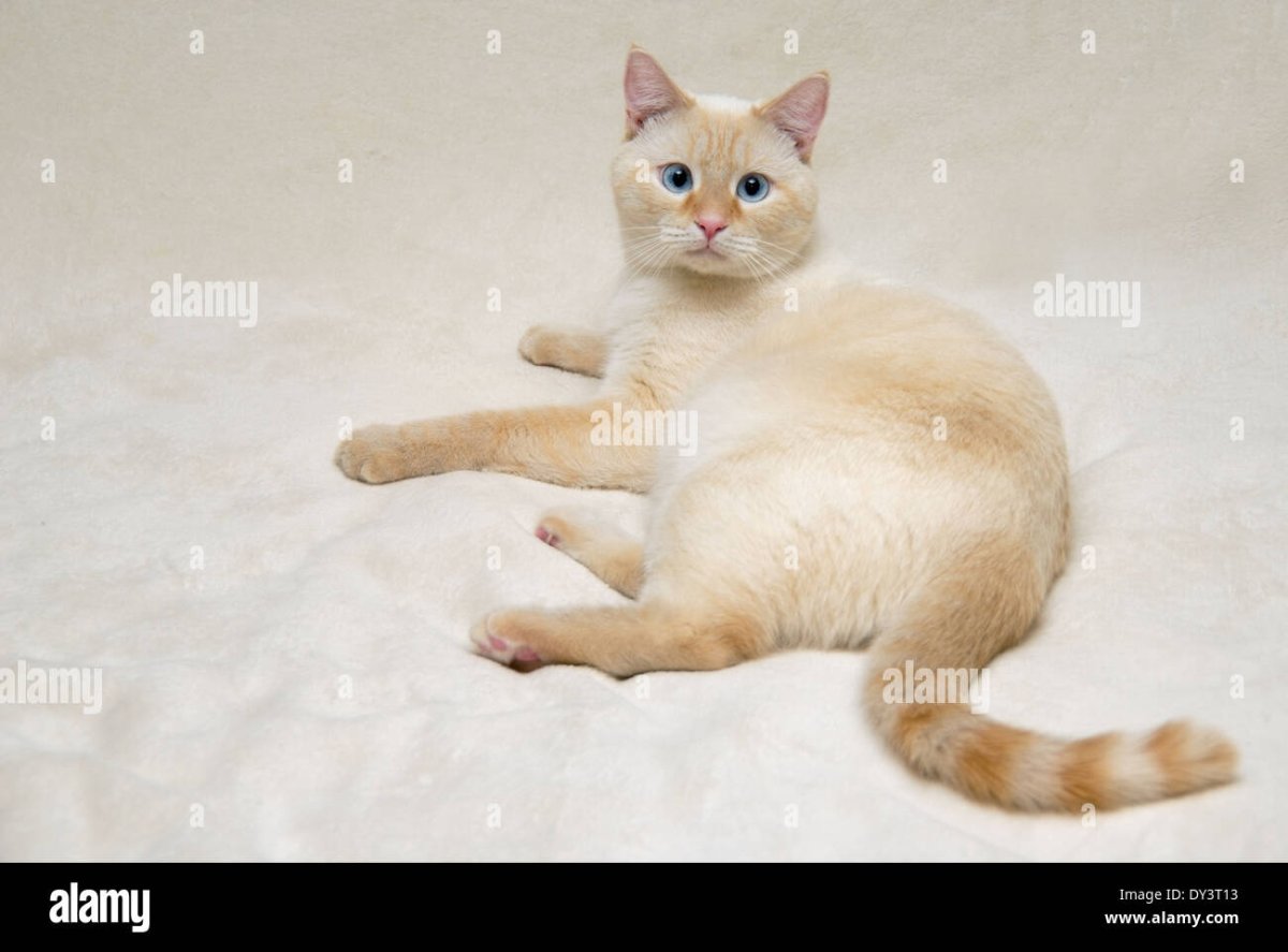 Тайская кошка крем Пойнт