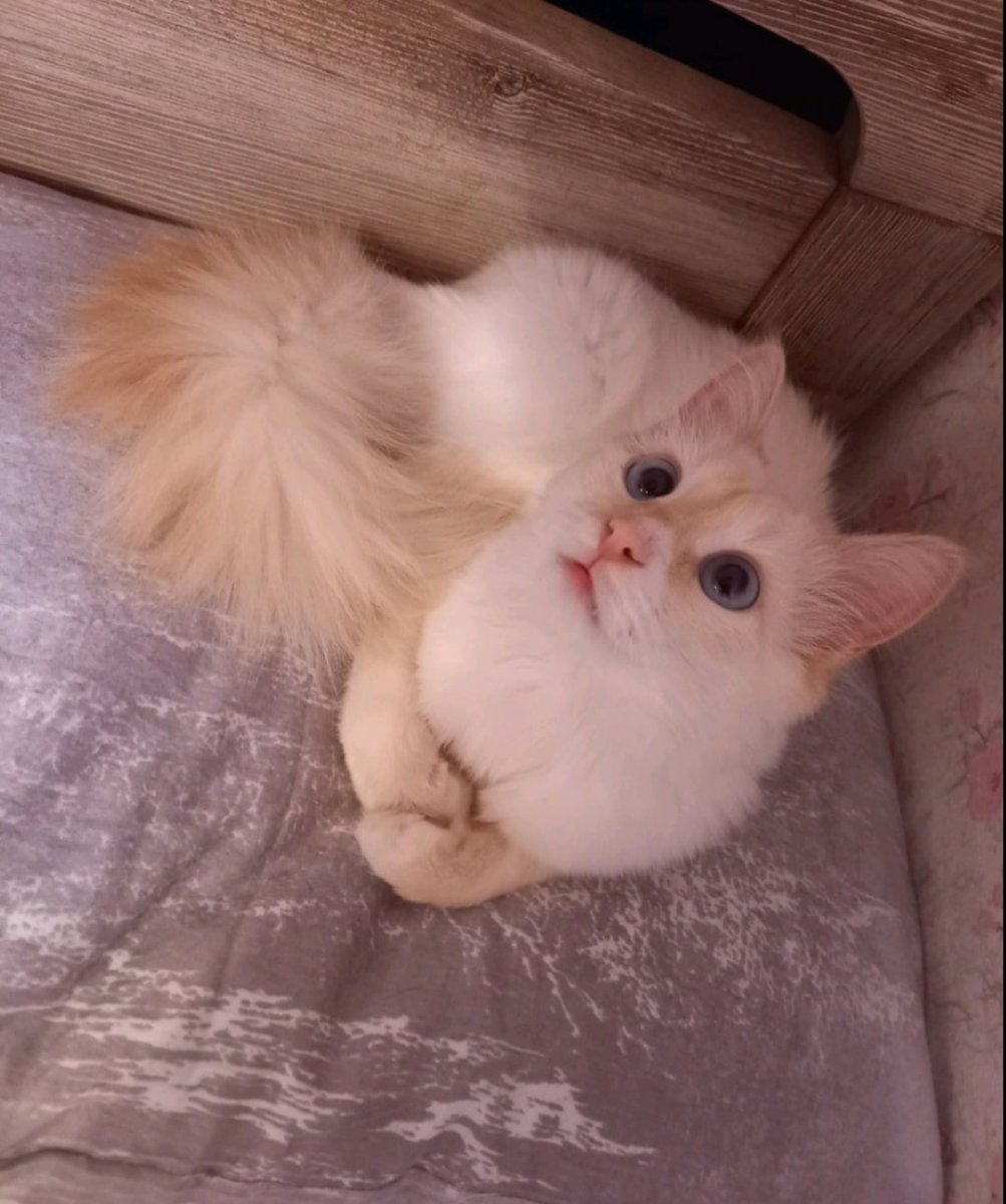 Если кошки хочется